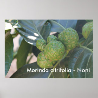 Poster Morinda citrifolia - Noni