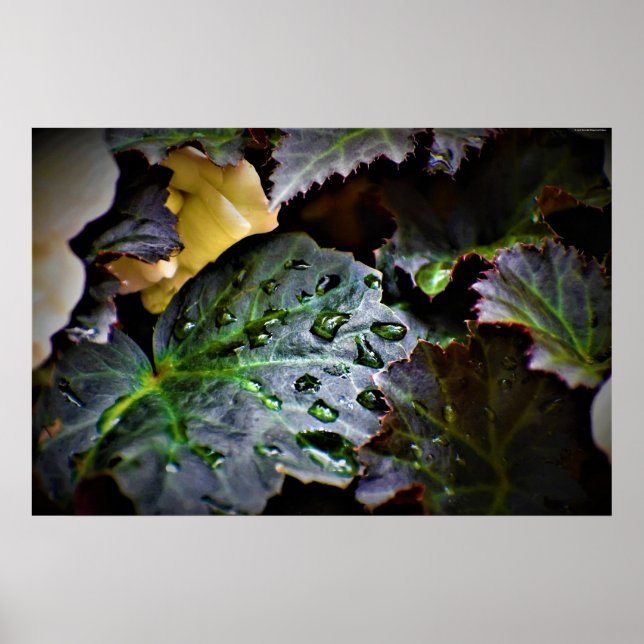 Poster Morning Dew, (Devant)