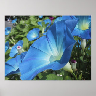 Poster Morning Glories sur Cape Cod