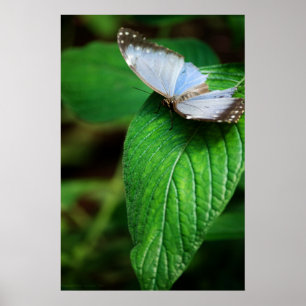 Poster Morpho bleu 112 Imprimer