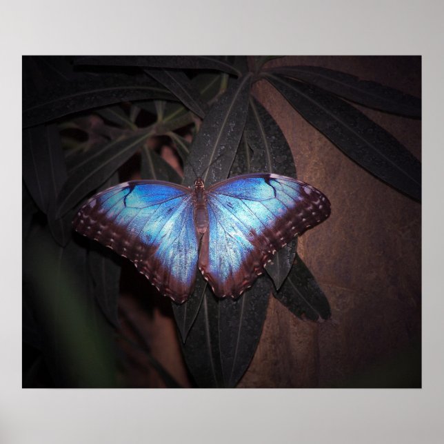 Poster Morpho bleu commun papillon (Devant)