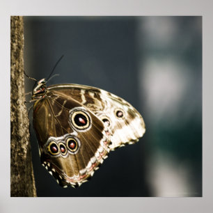 Poster Morpho peleides Imprimer