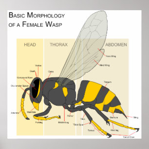 Poster Morphologie de base d'un diagramme femelle de