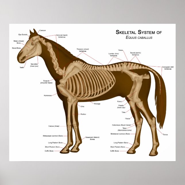 Poster Morphologie et système locomoteur d'un cheval (Devant)