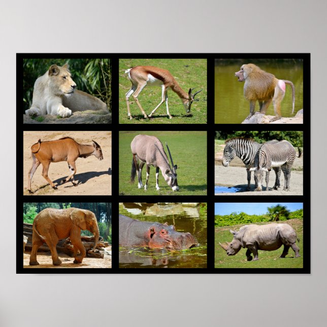 Poster Mosaïque animale africaine (Devant)