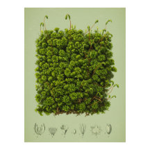 Poster Moss