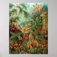 Moss (Muscinae) par Haeckel
