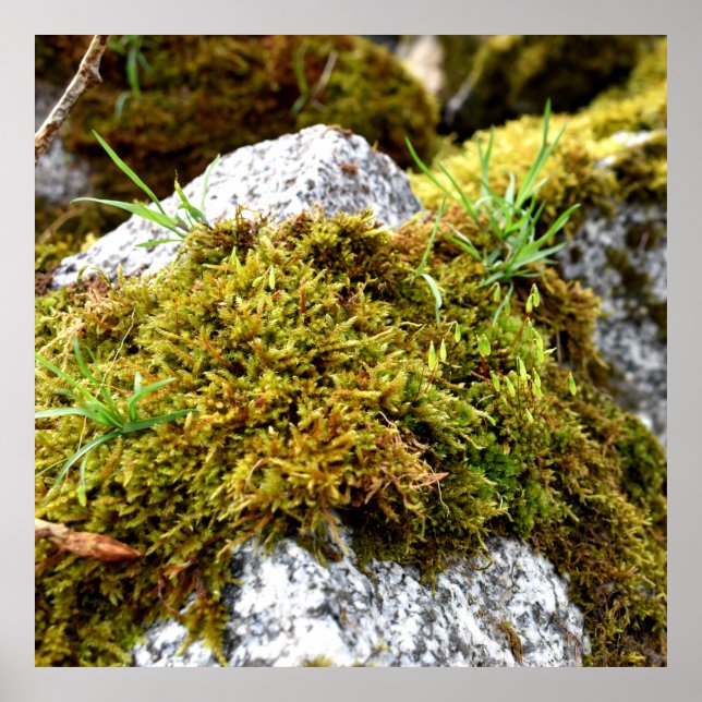 Poster Mosses (Devant)