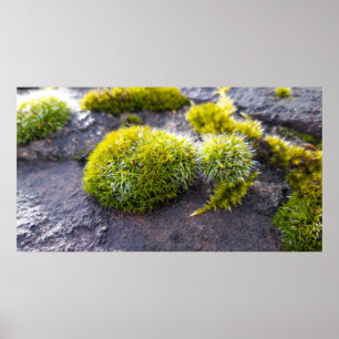 Poster Mosses