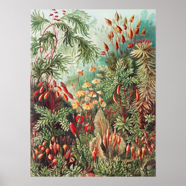 Poster Mosses, Muscinae Laubmoose par Ernst Haeckel (Devant)