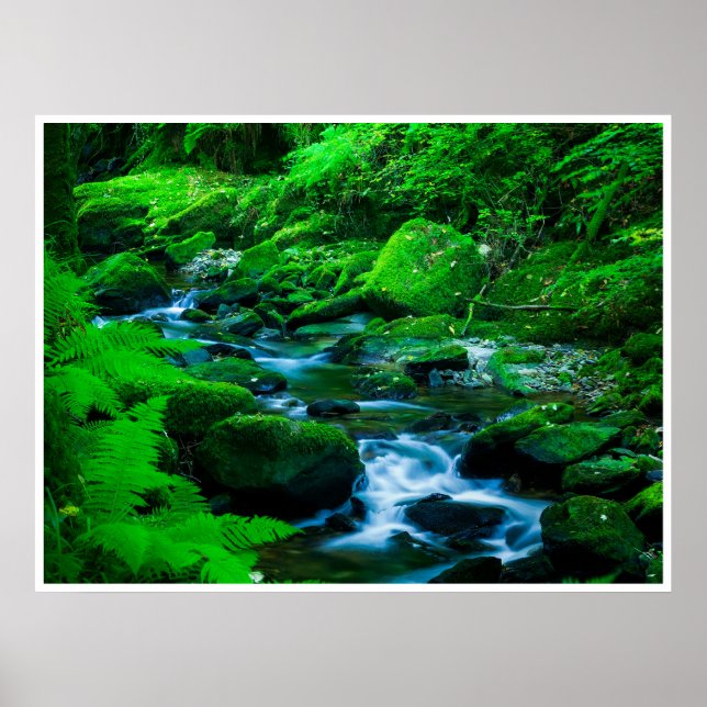 Poster Mossy Forest Stream in Killarney National Park (Devant)