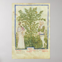 Mot de passe Acq Lat Celery, de 'Tacuinum Sanitati