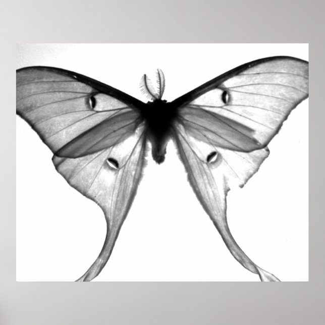 Poster Moth (Devant)