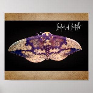 Poster Moth impériale