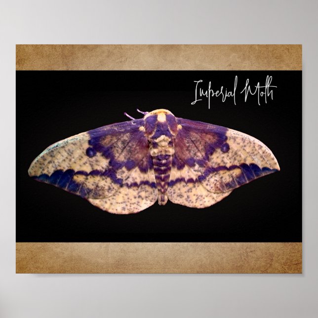 Poster Moth impériale (Devant)