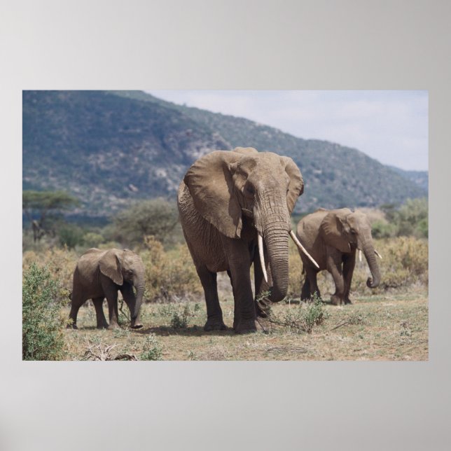 Poster Mother éléphant walking with elephant calf (Devant)