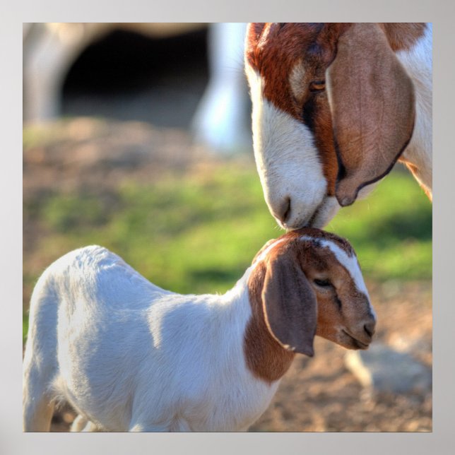 Poster Mother Goat et bébé (Devant)