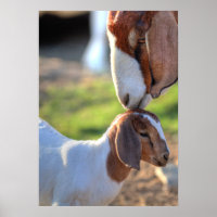 Mother Goat et bébé