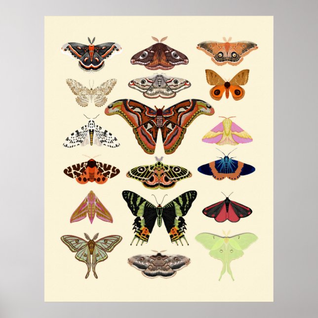 Poster Moths - beau insecte illustré joli art (Devant)