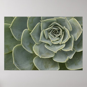Poster motif Cactus