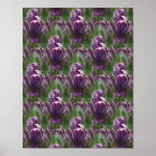 Poster Motif de la nature des fleurs de tulipe violet (Devant)