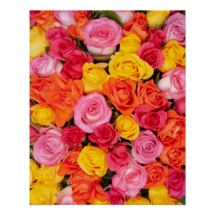 Poster Motif de roses colorées vives Fond floral