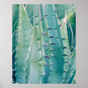 Poster Motif d'un plante d'Agave