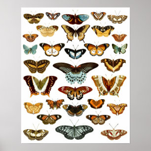 Poster Motif papillon vintage