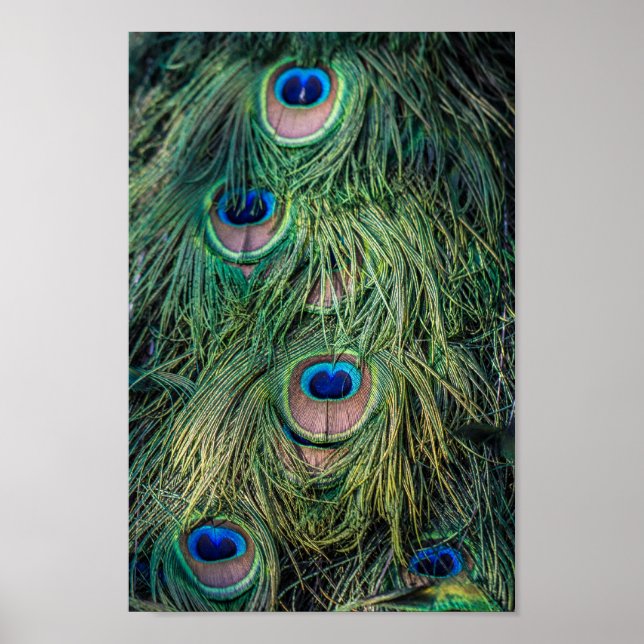 Poster Motif Peacock Feather (Devant)