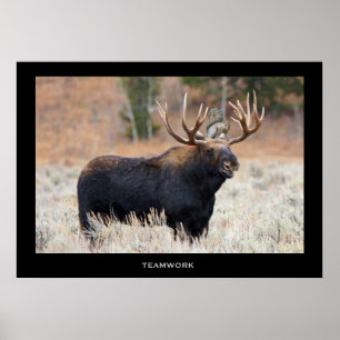 Poster motivationnel de l'orignal et de l'écureuil