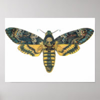 Motte de la tête de mort, grande mite, papillon de
