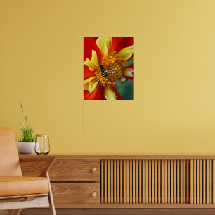Poster Mouche à vol stationnaire sur Dahlia à collerette 