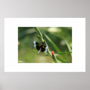 POSTER MOUCHE DE DRAGON