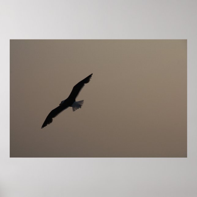 Poster Mouette (Devant)