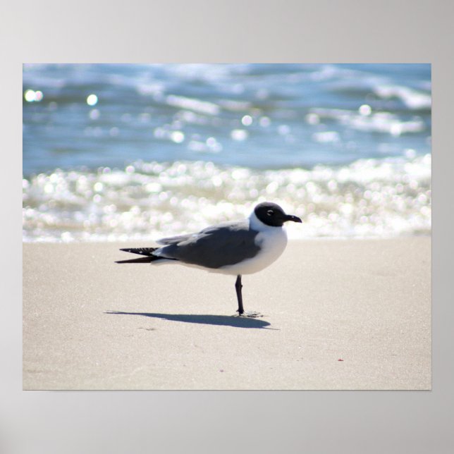 Poster Mouette bonaparte sur la plage Couleur 16x20 (Devant)