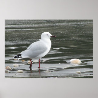Poster Mouette et coquilles en mer