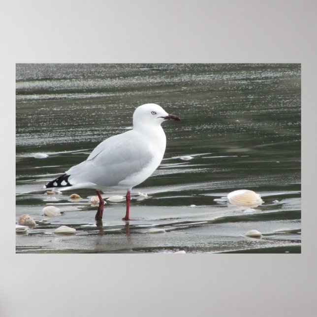 Poster Mouette et coquilles en mer (Devant)
