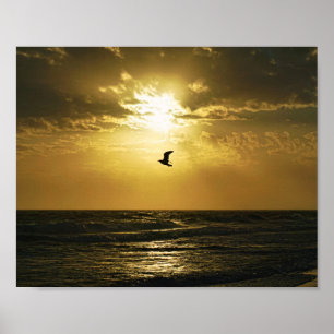 Poster Mouette gronde dans la photographie des oiseaux au