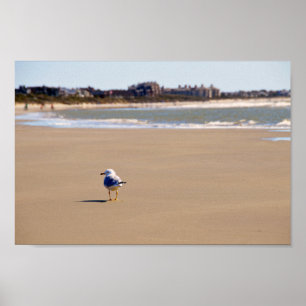Poster Mouette seule sur la plage de l'île de Kiawah