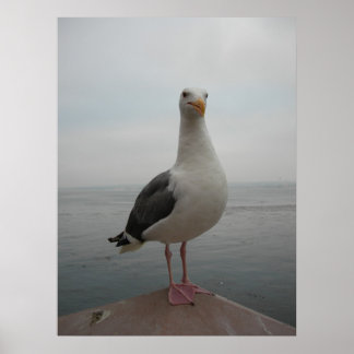 Poster Mouette souriante