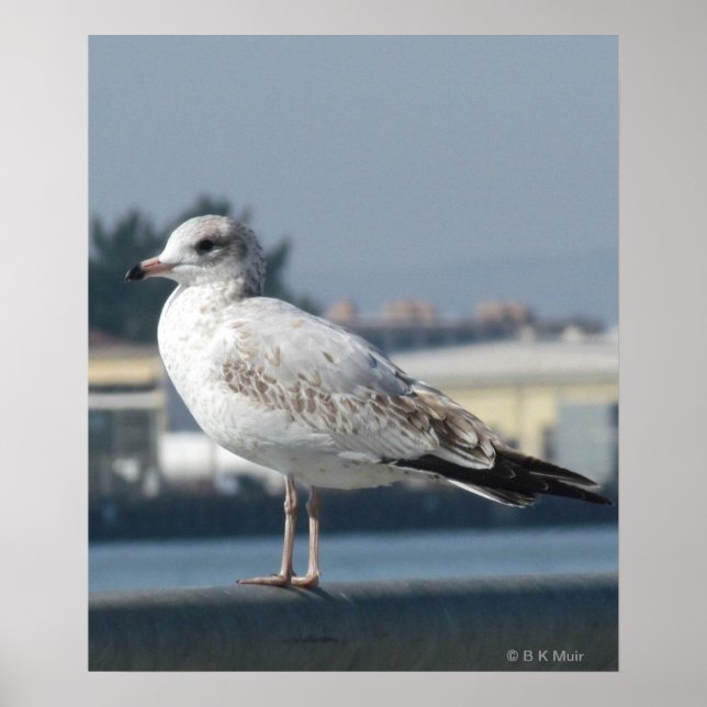 Poster - Mouette sur la montre (Devant)