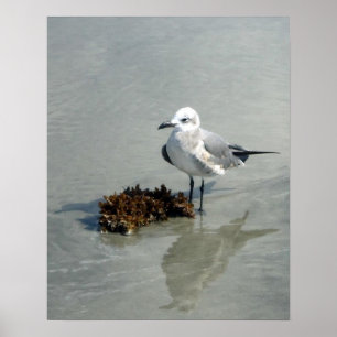 Poster Mouette sur la plage avec algues
