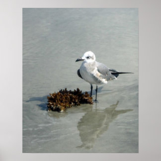 Poster Mouette sur la plage avec algues