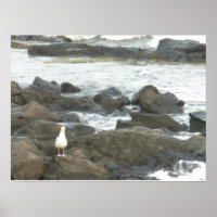 Mouette sur rochers