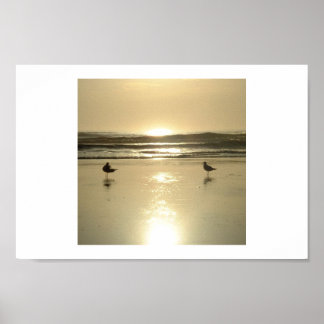 Poster Mouettes à Daytona