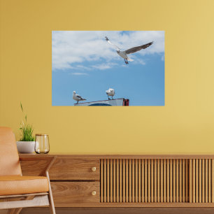 Poster Mouettes Assises Volant Oiseaux Ciel Bleu