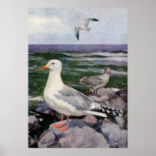 Poster Mouettes d'harengs sur Shoreline rocheux