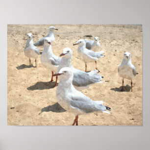 Poster Mouettes En Bord De Mer