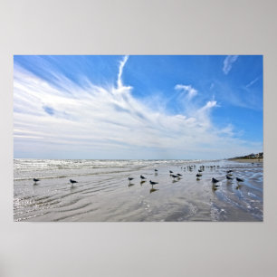 Poster Mouettes sur une plage de l'île de Galveston, Texa