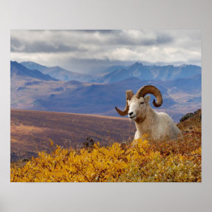Poster mouflon de Dall, Ovis dalli, bélier